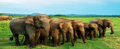 Minneriya National Park