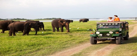 Minneriya National Park Safari