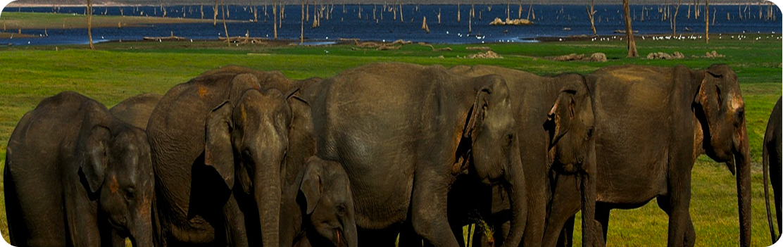 Minneriya National Park