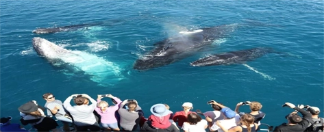 Mirissa Whale Watching