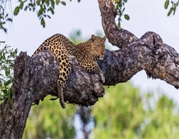 Mirissa to Udawalawe National Park & Ella Day Tour