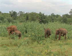 Mirissa to Udawalawe National Park Day Tour