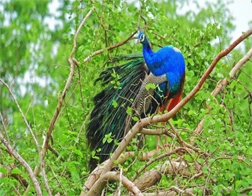 Mirissa to Yala National Park & Ella Day Tour