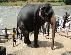 Negombo to Pinnawala Elephant Orphanage Day Tour