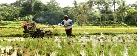 Organic Farming & Paddy Fields