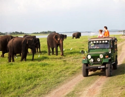 Pasikuda to Minneriya Safari Day Tour