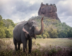 Pasikuda to Sigiriya Day Tour