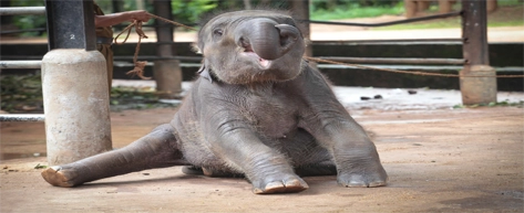 Pinnawala Elephant Orphanage