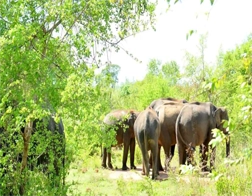 Polonnaruwa to Wasgamuwa Safari Day Tour