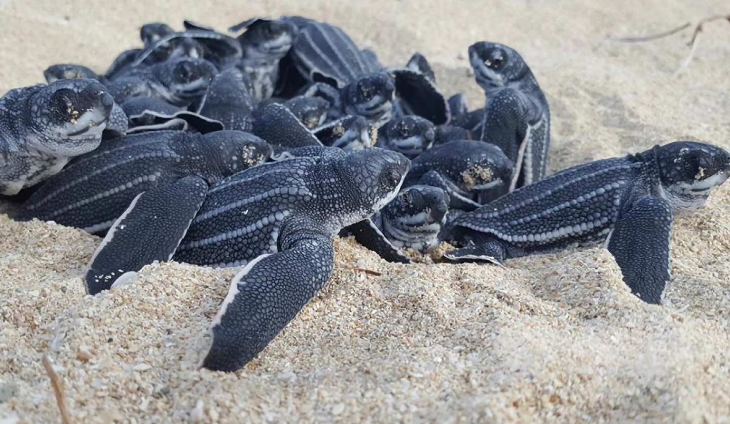 Sea Turtle Hatchery Kosgoda