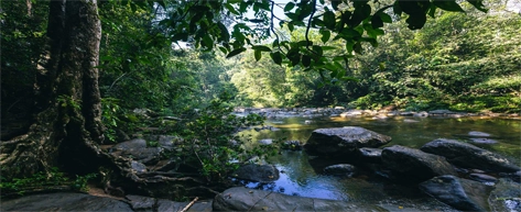 Sinharaja Rainforest Reserve