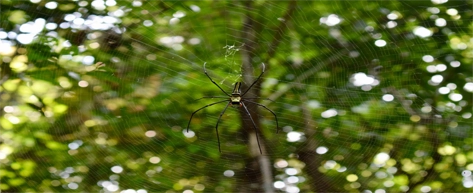 Sinharaja Rainforest Reserve