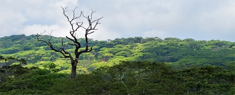 Sinharaja Rainforest Trek