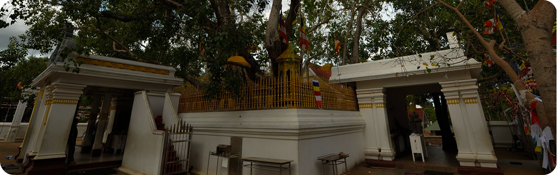Sri Maha Bodhi (Sacred Bo Tree)