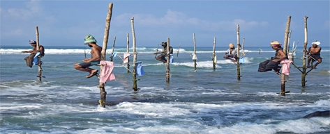 Stilt Fishermen at Koggala