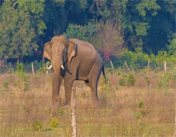 Tangalle to Udawalawe National Park Day Tour