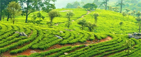 Tea Plantations & Factories