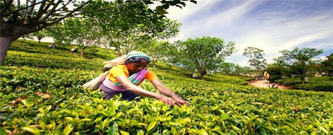 Tea Plantations & Factories