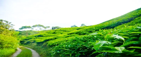 Tea Plantations & Factories