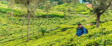 Tea Plantations & Factories