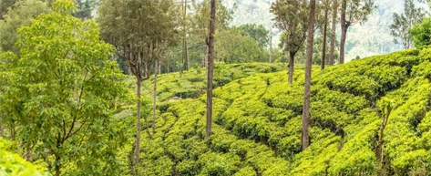 Tea Plantations & Factories