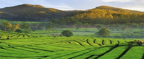 Tea Plantations & Factories