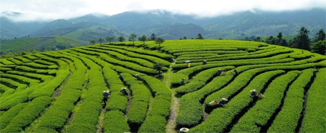 Tea Plantations & Factories