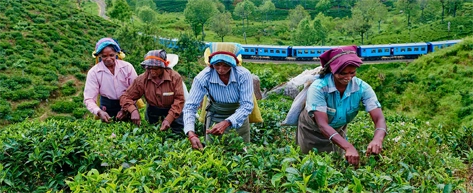 Tea Plantations & Factories