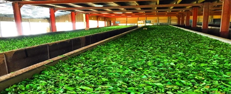 Tea Plantations & Factories