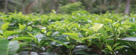 Tea Plantations & Factories