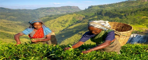 Tea Plantations & Factories