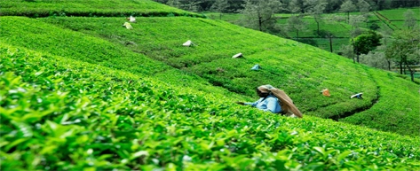 Tea Plantations & Factories