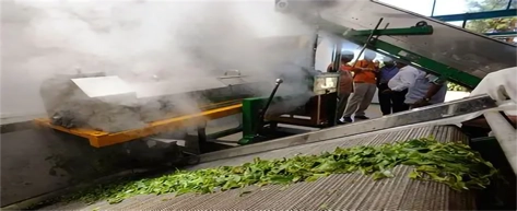 Tea Plantations & Factories
