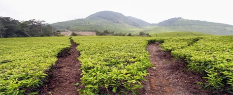 Tea Plantations & Factories