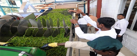 Tea Plantations & Factories