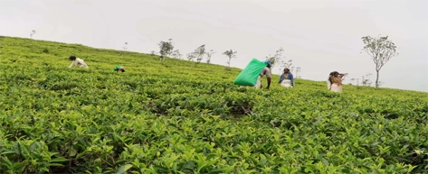 Tea Plantations & Factory Visit