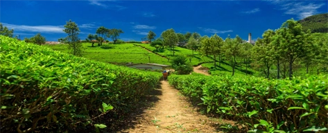 Tea plantation