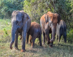 Tissamaharama to Udawalawe National Park & Ella