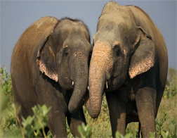 Tissamaharama to Udawalawe National Park