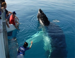 Tissamaharama to Whale Watching