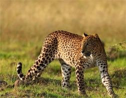 Tissamaharama to Yala National Park & Ella