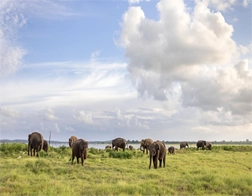 Trincomalee to Minneriya or Kaudulla National Park