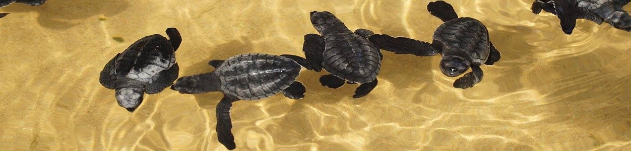 Turtle Hatchery – Hikkaduwa