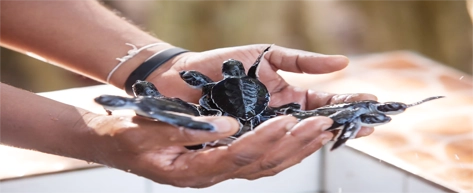 Turtle Hatchery