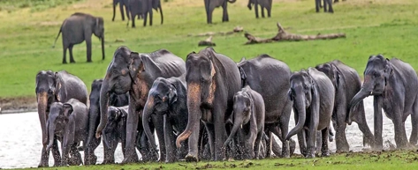 Elephant Transit Home – Udawalawe