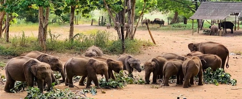 Udawalawe Elephant Transit Home (Optional)