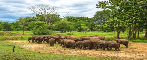 Udawalawe Elephant Transit Home