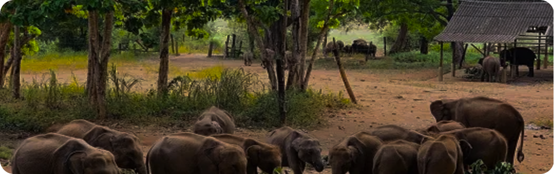 Udawalawe Elephant Transit Home