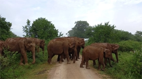 Udawalawe National Park Day Tour