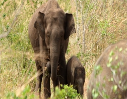 Udawalawe to Ella Day Tour